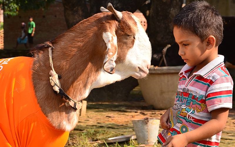 Goat and Child