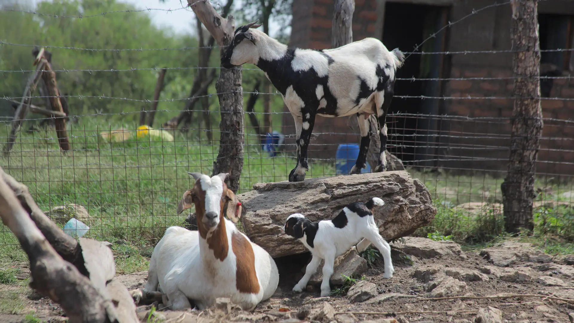 Goats resting and grazing on a rural farm supported by Penny Appeal.